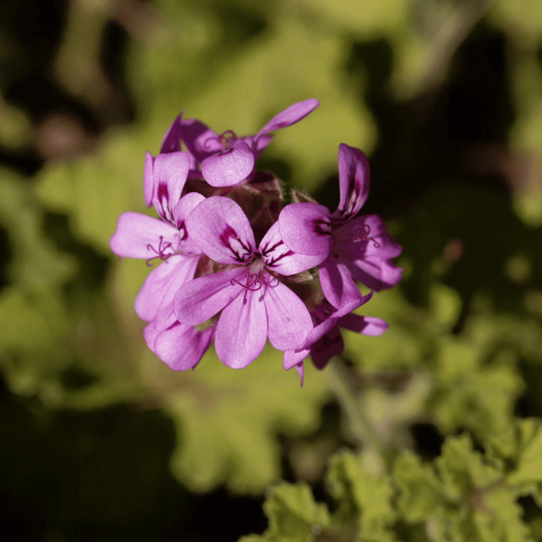 Rose-scented Geranium – R’new at Vaal Dam