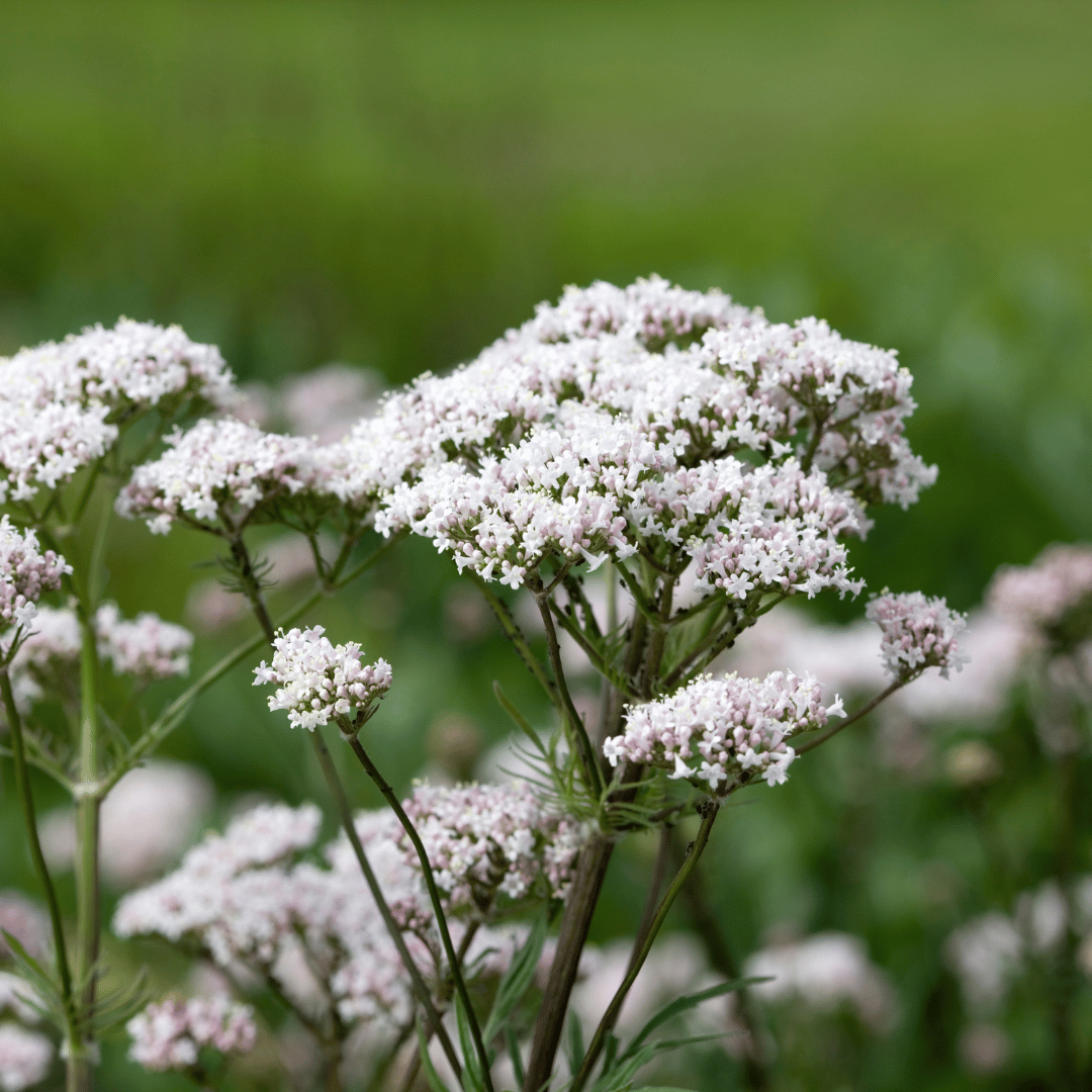 Valerian - R’new at Vaal Dam